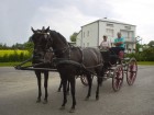 Przy stadninie w Janowie Podlaskim w dolinie rzeki Bug Agroturystyka noclegi